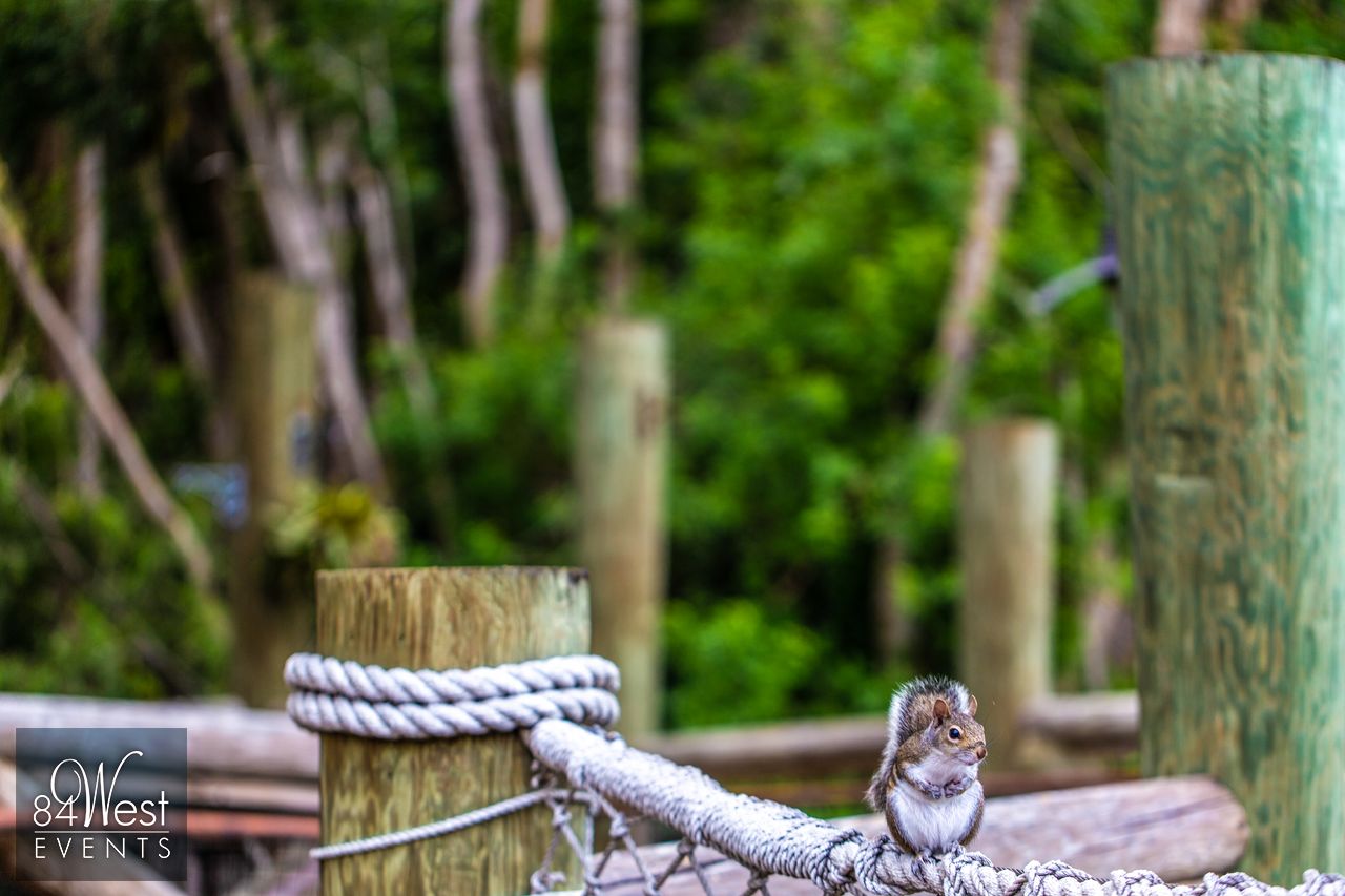 squirrel on a rope
