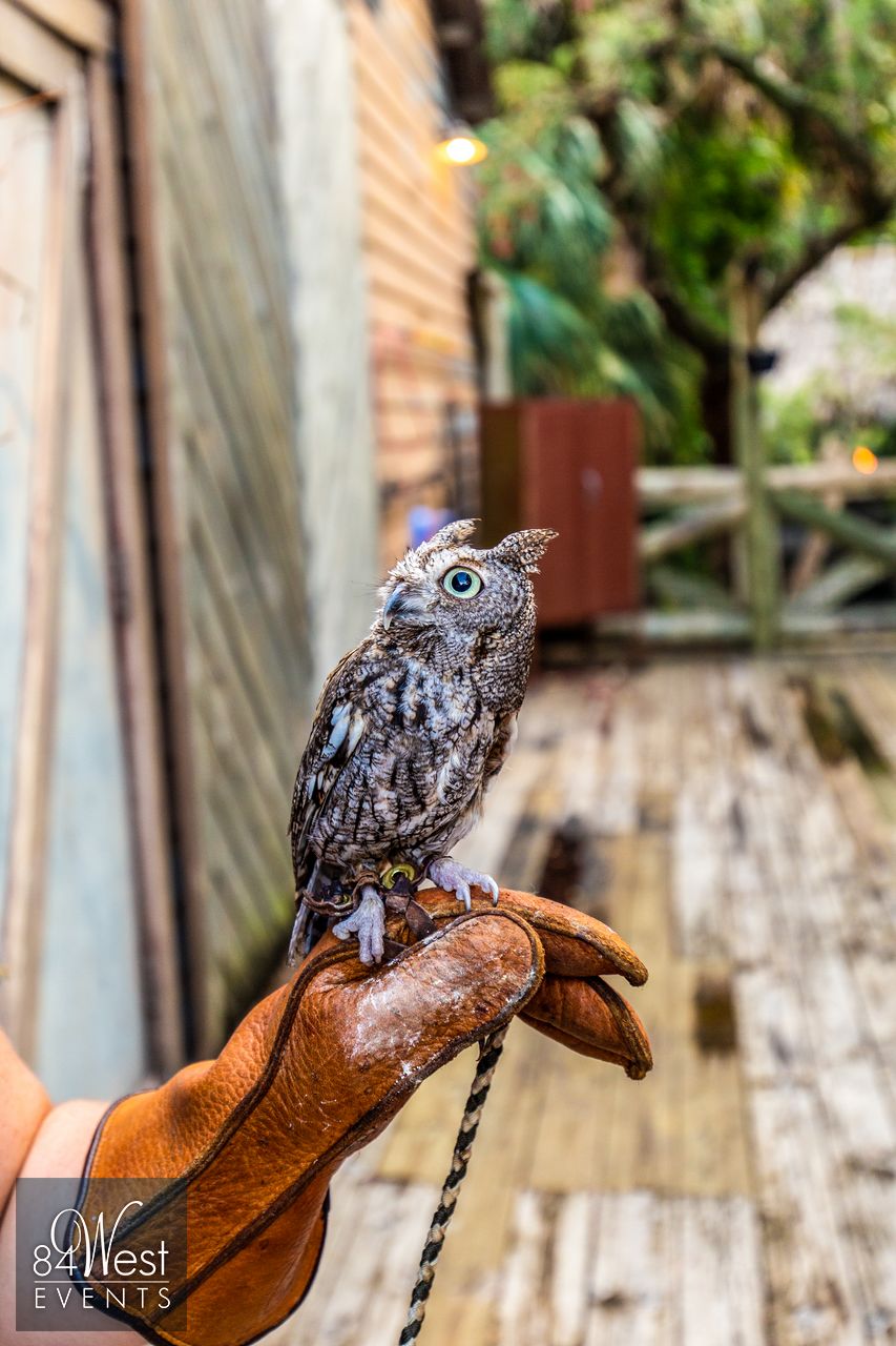 someone holding an owl